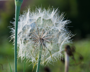 Fluffy dandelion on a grass