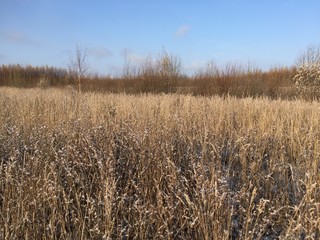 Осенняя природа, выпал первый снег