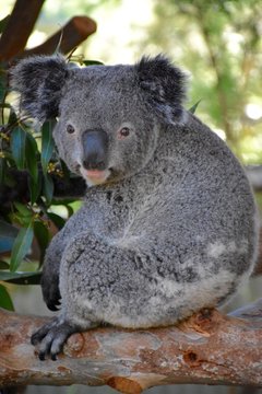 Glancing Koala