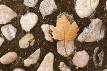 Autumn colors. Fallen leaves