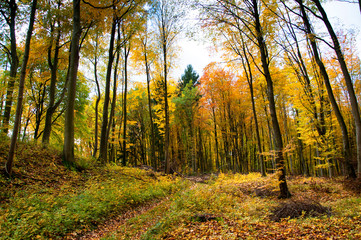 Beautiful forest in autumn