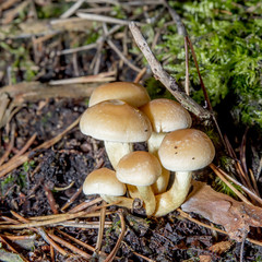 Grünblättriger Schwefelkopf