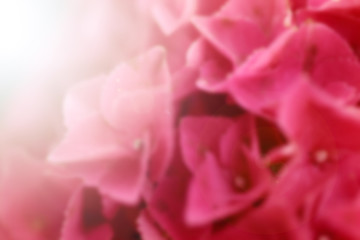 Blurred of pink Hydrangea and light flare for abstract backgroun