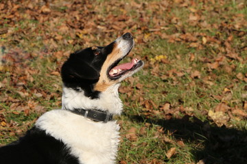 Dog Training, attentive dog is waiting for the next command, Hundeschule, ein aufmerksamer Hund...