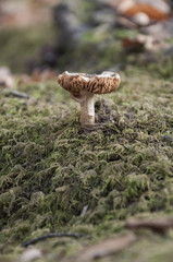 close up of a mushroom