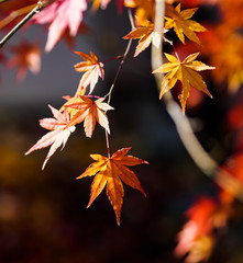 Colorful maple or momiji leaves during autumn in Japan.