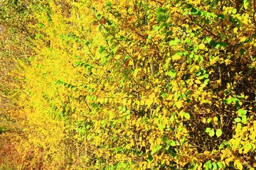 Yellow leaves in forest