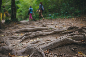 two tourists in the forest with roots in the foreground