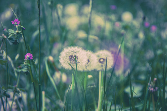 Purple Dandelion