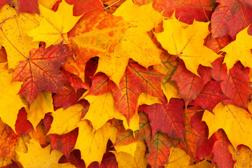 Naklejka na ściany i meble Backgrounds from autumn leaves. Red and yellow maple leaf on top