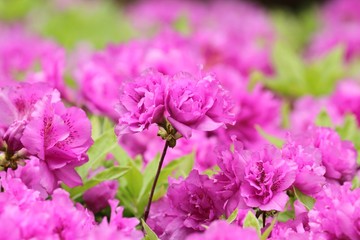 Fototapeta premium ヨドガワツツジ