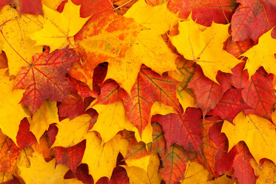 Backgrounds from autumn leaves. Red and yellow maple leaf on top