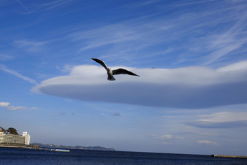 雲とカモメ