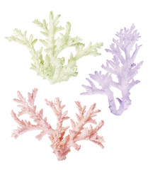 Naklejka premium three light colors corals isolated on white