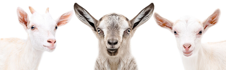 Portrait of a three goat