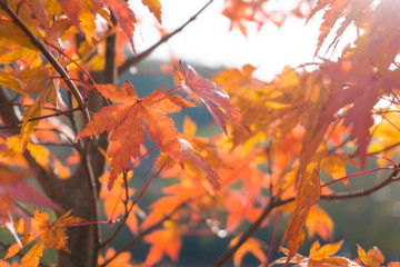 Autumn maple leaf red with light of sunset
