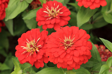 Red Zinnia flowers in the garden.