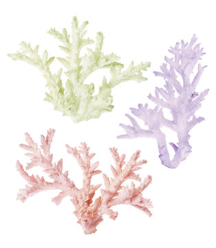 three light colors corals isolated on white