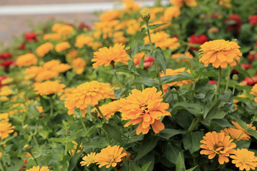 Yellow Zinnia flowers in the garden.