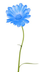 single blue marigold flower on white