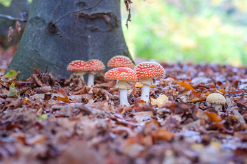 Fly agaric spotted toadstools in the woods