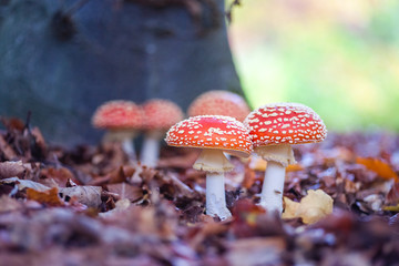 Fly agaric spotted toadstools in the woods