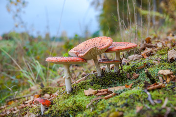 Fly agaric or fly Amanita mushroom, Amanita muscaria