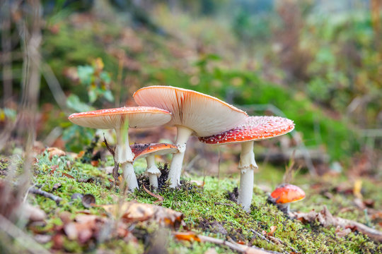 Fly agaric or fly Amanita mushroom, Amanita muscaria