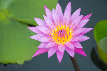 Light purple lotus or water lily blooming.