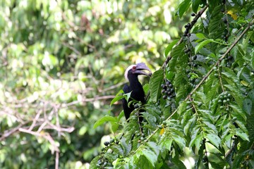 Asian Black Hornbill (Anthracoceros malayanus) in Borneo, Malaysia © YUMU