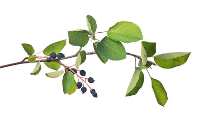 bunch of juneberry on white © Alexander Potapov