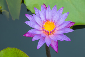 Purple lotus or water lily blooming.