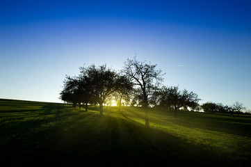 Apfelbäume im Sonnenuntergang