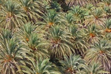 The palms close up