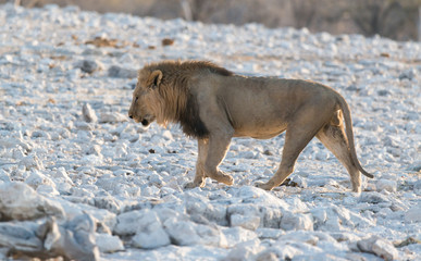 Löwe auf dem Weg zum Wasserloch, Etosha National Park, Namibia