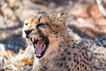 Gepard, Portrait, brüllend © Manok