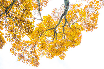 Yellow autumn leaves tree branch on white