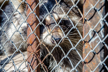 Raccoon looks through the bars of the fence