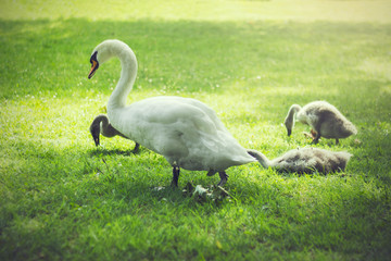 Mother and baby swans resting on a green meadow in a park