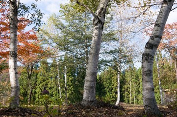 Fototapeta premium 秋山郷 