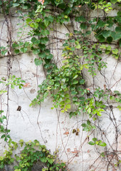 ivy leaves isolated on a white background