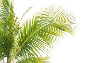 palmier isolé sur fond blanc