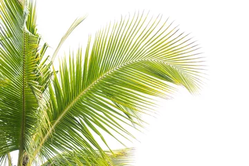 Washable wall murals Palm tree palm tree isolated on white background