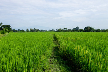 Fototapeta premium Thai agriculture
