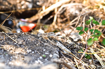 Little lizard peeking from behind a rock. Around lizards are small branches, and behind is garbage, discarded people.