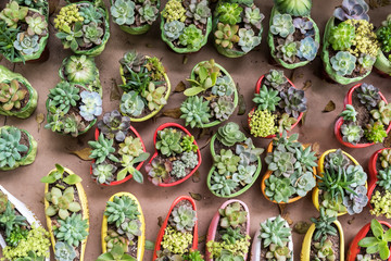  Miniature succulent plants in garden