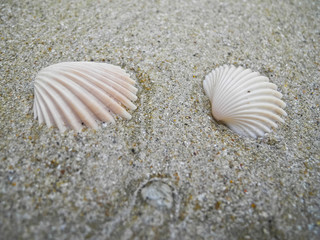 Fototapeta na wymiar Two sea shells lie on the sand and washed by the water of the Gulf of Siam in Thailand.