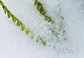 green leaves are covered with fluffy, shiny snowflakes in winter