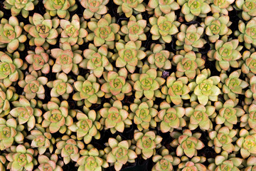  Miniature succulent plants in garden