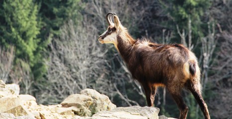 chamois